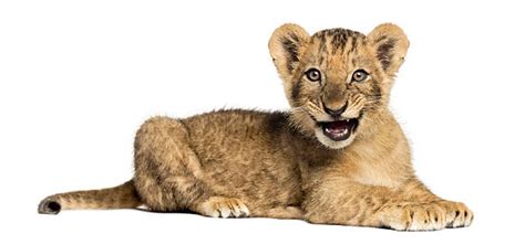 Royalty Free Baby Lion Pictures, Images and Stock Photos - iStock