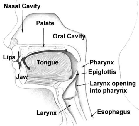 Difference Between Pharynx and Larynx | Definition, Anatomy, Function