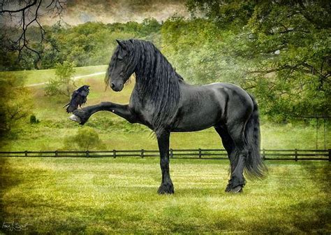 Pintura Moderna y Fotografía Artística : Fotos de Caballos Negros de Cuerpo Entero