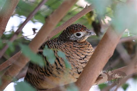 Lady Amherst Pheasant — Blue Creek Aviaries