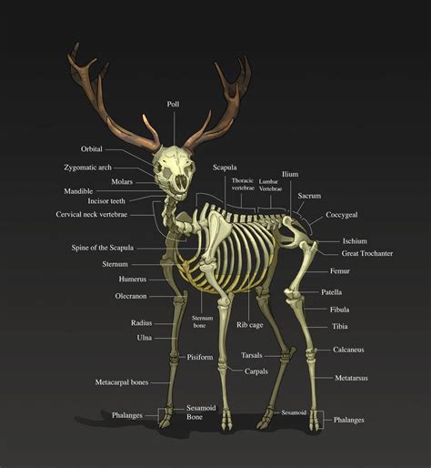 Deer Skeleton 3/4 by khekian on DeviantArt