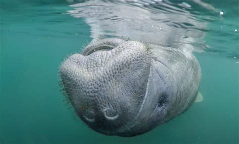 My Guide to Booking the Best Manatee Tours in Crystal River, Florida