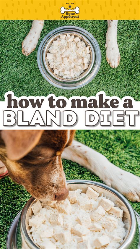 Bland Diet For Dogs (The Complete Guide!) (The Comprehensive Guide ...