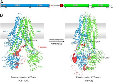 Molecular structure of the ATP-bound, phosphorylated human CFTR | PNAS