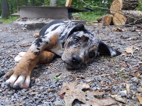 Catahoula leopard dogs are in part bred from the wild dogs kept by the Choctaw people native to ...