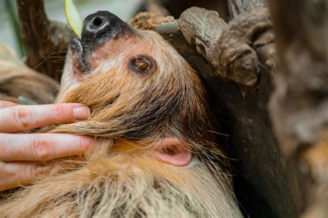 Tulsa Zoo - Have you ever seen sloth ears? If not, now you...