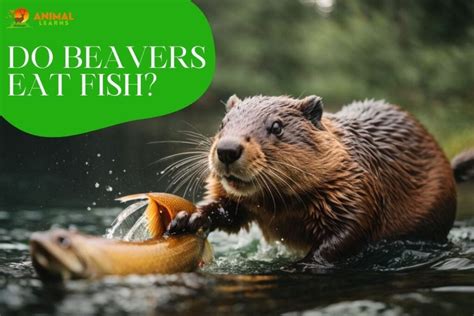 Do Beavers Eat Fish? Nature’s Surprising Behavior | by Animal Learns | Medium