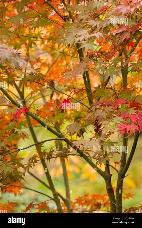 Maple tree leaves in Autumn, Acer palmatum Stock Photo - Alamy