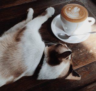 Cat Café in Edinburgh | Maison de Moggy | Parliament House Hotel