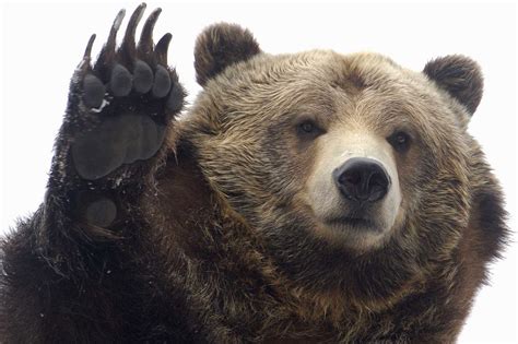 Bear Facts, History, Useful Information and Amazing Pictures