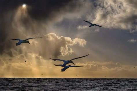 How Birds Can Predict Changes in Weather Patterns - Nature Roamer