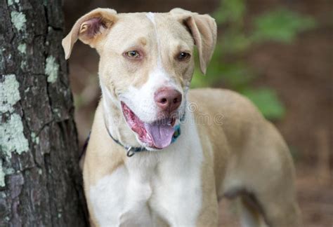 Labrador Pitbull Mix Breed Puppy Dog Adoption Photo Stock Photo - Image of animal, rescue: 155348400