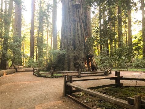 Henry Cowell State Park : Henry Cowell Redwoods State Park Kalifornien Beste Route Wildtiere ...