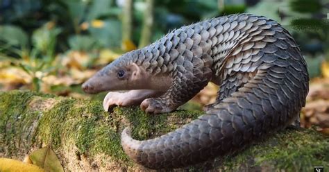 Sunda Pangolin: Battling for Survival – Facts, Species, and Habitat