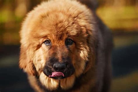 Tibetan Mastiff Price & Lifetime Costs: (IMPORTANT TIPS)