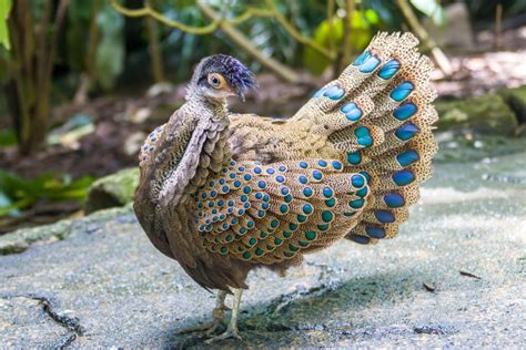 Is the peacock-pheasant’s iridescent plumage more than meets the eye ...