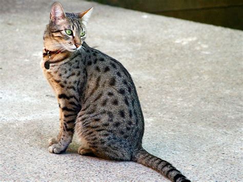 What Makes the Tabby Cat the Greatest? | UK Pets