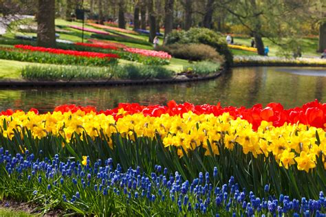 Visit the Keukenhof virtually this year through a 360 degree tour | DutchReview