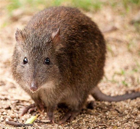 First long-nosed potoroo joeys to be born at Aussie Ark | Manning River Times | Taree, NSW