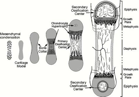 Endochondral Bone Formation - Basic Science - Orthobullets