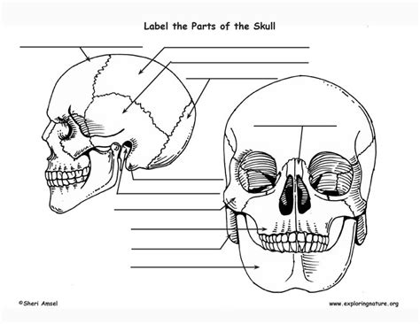 Anatomy Labeling Skull Games - ispasj