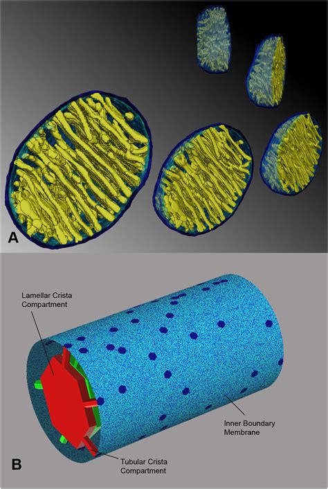 Why do mitochondria look like they do?