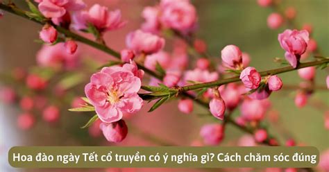 Hoa đào ngày Tết cổ truyền có ý nghĩa gì? Cách chăm sóc đúng