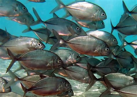 Bigeye trevally - Facts, Diet, Habitat & Pictures on Animalia.bio