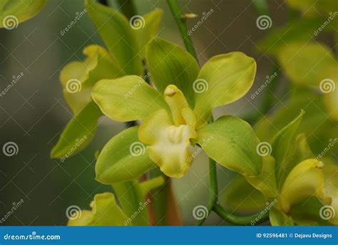 Yellow and Green Orchids Blooming in a Garden Stock Image - Image of ...