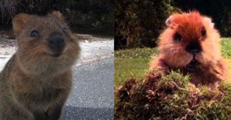 Quokka Are Australian Animals Who Love To Take Selfies