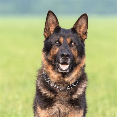 16 Types of Shepherd Dogs - Breed Information & Profiles