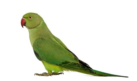 Green Parrot PNG Transparent Image