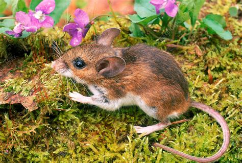 5 Types of Mice in North America and the Viruses They Carry