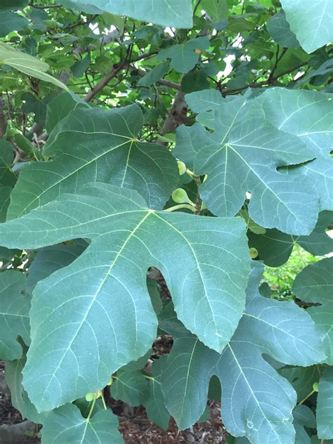 Figs in the Summertime! - UF/IFAS Extension Santa Rosa County