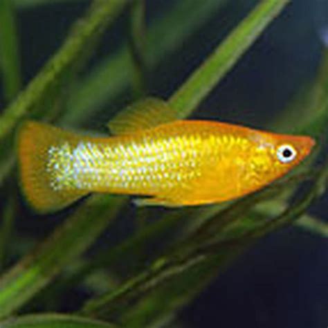 Gold Dust Molly (Poecilia sphenops) - Tropical Fish Keeping