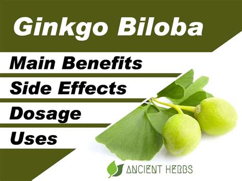 Ginkgo Biloba Benefits, Uses, Dosage & Side Effects