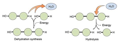 Chemistry and Cells - AP Biology