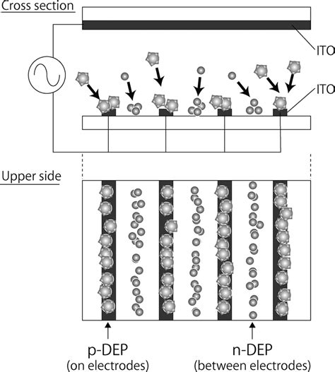 Dielectrophoresis of living cells (positive-dielectrophoresis p-DEP)... | Download Scientific ...