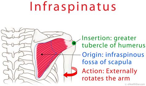 Infraspinatus Trigger Points, Pain and Tear Test, Exercises | eHealthStar