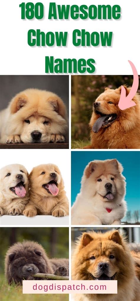 180 Best Chow Chow Names (2022 Updated) - Dog Dispatch