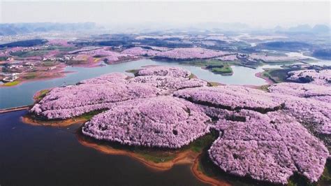 China Has Erupted in Cherry Blossoms