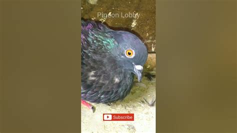 Male Pigeon Calling Female Pigeon || Pigeon Cooing Sound - YouTube