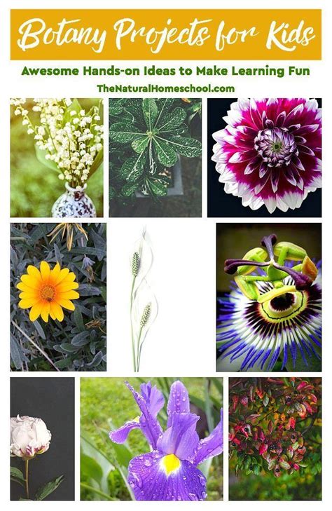 Botany Projects for Kids - Awesome Hands-on Learning Ideas - The Natural Homeschool | Botany ...