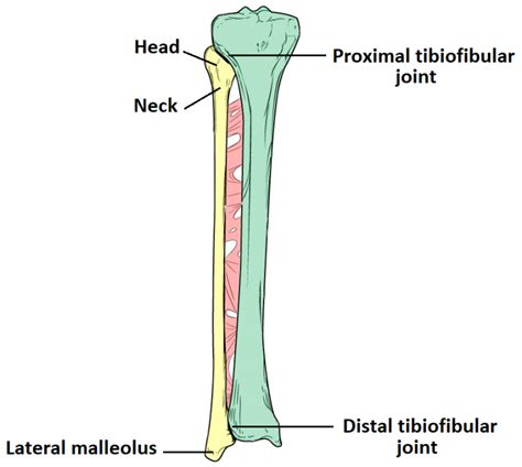 The Fibula - Surfaces - Articulations - Fractures - TeachMeAnatomy