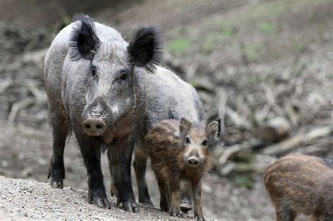 Sweden’s wild boars have ‘extremely high’ radiation levels 31 years ...