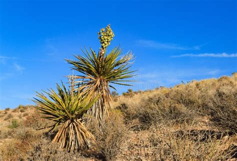 Blooming Yucca PLant in Desert, Nevada Stock Image - Image of shrub ...