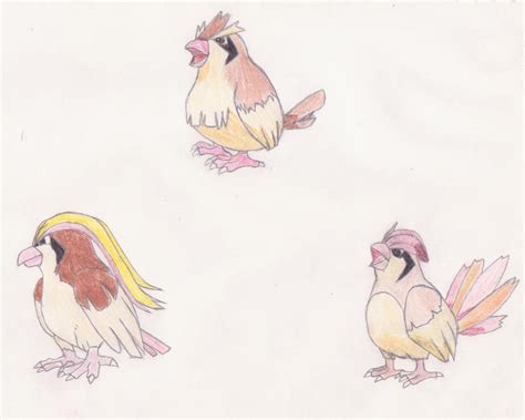 Pidgey Evolution by koala-net on DeviantArt