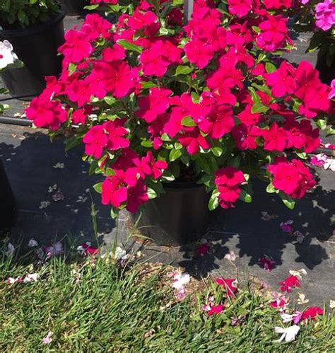 22 Best Types of Vincas | Madagascar Periwinkle Varieties