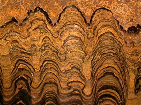 Proterozoic Stromatolites from Bolivia