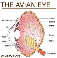 ARCHIVE - Birds - Comparative Physiology of Vision